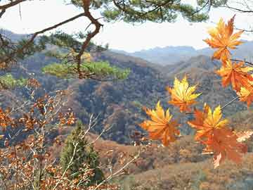 鲁山振兴花卉，绽放的美丽与希望之花